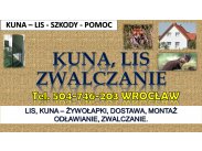Odławianie lisów, cena, tel. 504-746-203, Wrocław. Żywo...