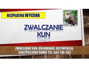 Pastuch na kuny, cena tel. 504-746-203. Kuna, Odławianie, o...